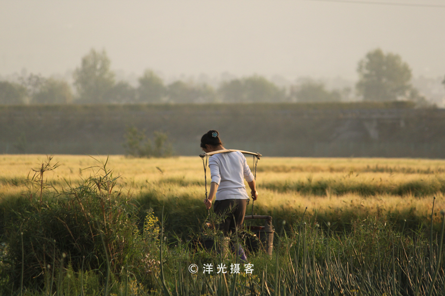 菜贱伤农的原因和对策,简要分析菜贱伤农和菜贵伤民现象