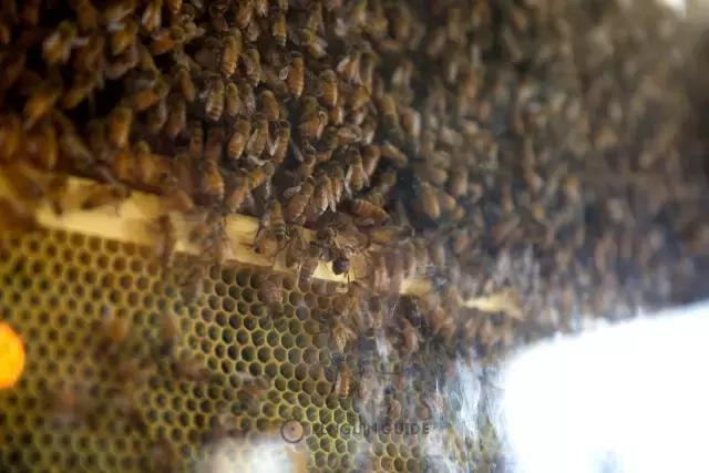 麦卢卡多少钱,麦卢卡为什么贵