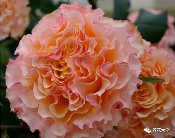 最美最高端的30款月季 (十种绝美的月季)