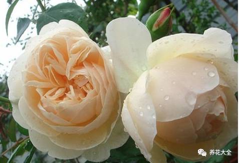 最美的十款月季品种推荐 (十种绝美的月季)