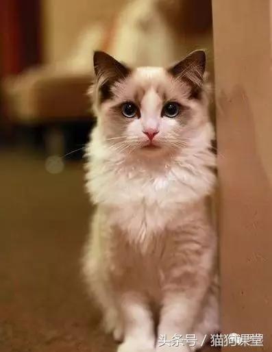 世界名猫排名前十名,世界十大名猫排行榜