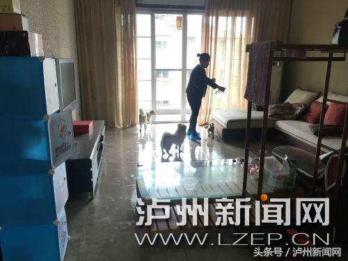 泸州16个异姓姐妹租两套房只为收留20多只流浪狗