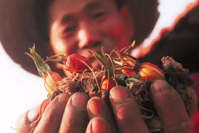 这段时间适合种哪一种药材,现在适合种什么中药