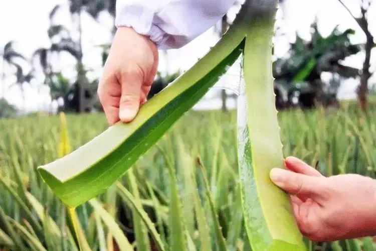 为了自己的皮肤，这位小伙却在“毁容线”上，寻找了3300公里