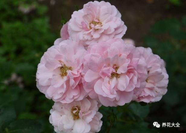 最美最高端的30款月季 (十种绝美的月季)