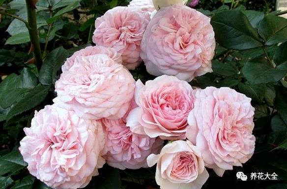 最美的十款月季品种推荐 (十种绝美的月季)