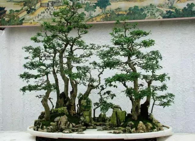 世界上最美的盆景有哪些,世界上最美的盆景