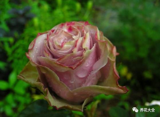 最美最高端的30款月季 (十种绝美的月季)