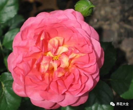 最美最高端的30款月季 (十种绝美的月季)