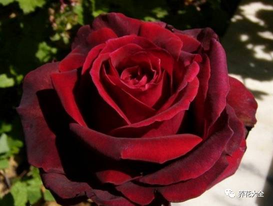 最美的十款月季品种推荐 (十种绝美的月季)