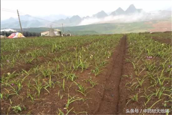 云南蒙自家种白及突破死苗陷阱，长势良好！