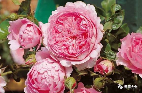 最美的十款月季品种推荐 (十种绝美的月季)