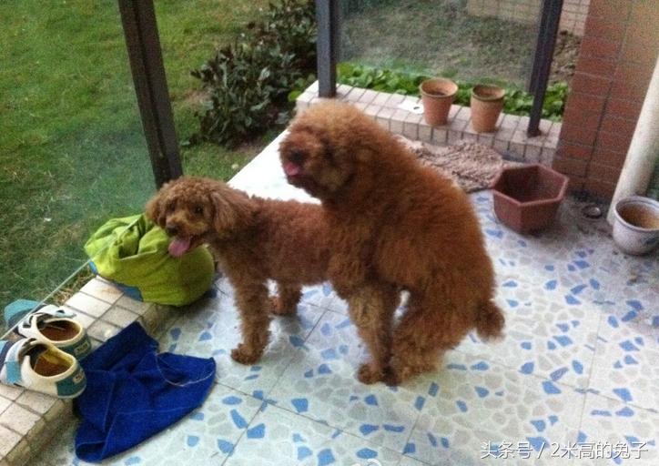 狗狗骑主人胳膊怎么纠正,狗狗跨骑运动