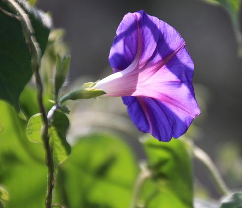 又到牵牛花的季节,它的种子有毒却是一味通三焦的中药