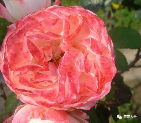 最美最高端的30款月季 (十种绝美的月季)