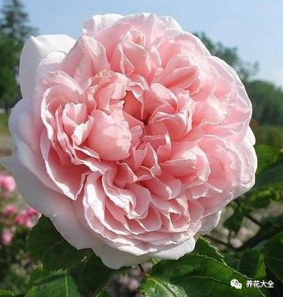 最美的十款月季品种推荐 (十种绝美的月季)