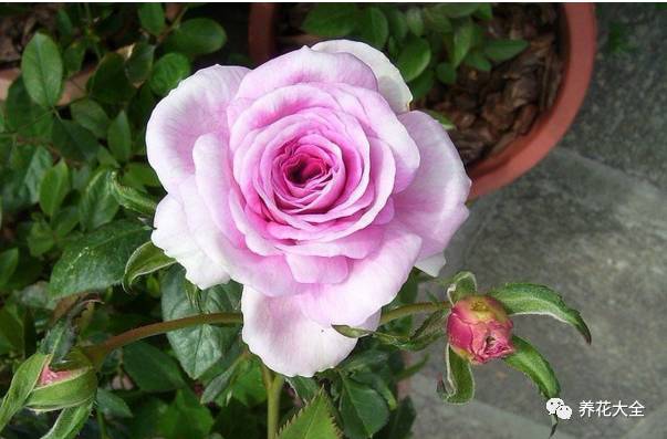 最美最高端的30款月季 (十种绝美的月季)