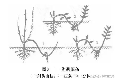 把枝条压进土壤怎么办,把枝条压进土里生根