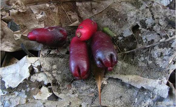 有一种花，90%的人都认错了，中药里可不用它，别再乱说了