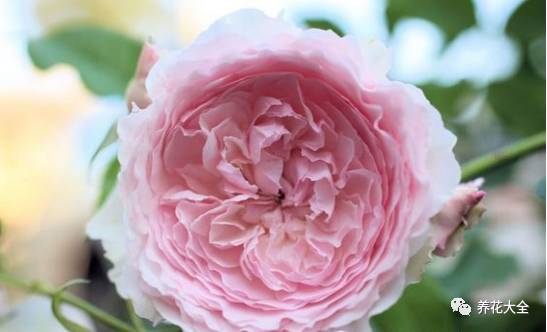 最美的十款月季品种推荐 (十种绝美的月季)