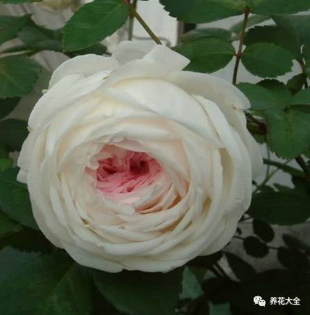 最美最高端的30款月季 (十种绝美的月季)