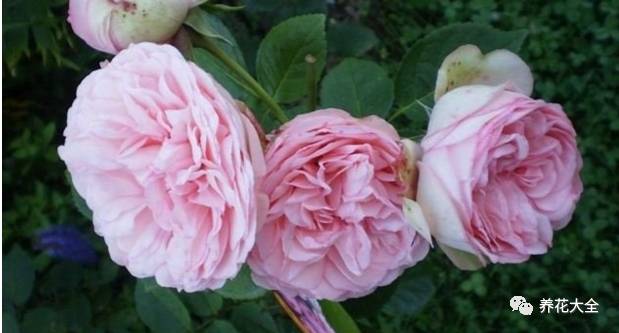 最美的十款月季品种推荐 (十种绝美的月季)