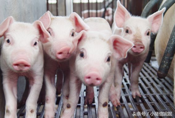 仔猪拉稀用什么中药效果最好,食醋治疗猪拉稀