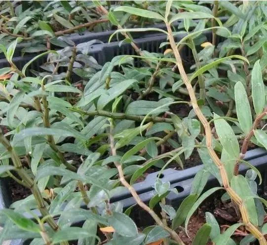 你真的了解铁皮石斛吗,关于铁皮石斛知识