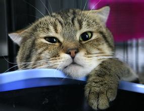 喵主子很烦恼,御赐铲屎官之喵主子们的烦恼