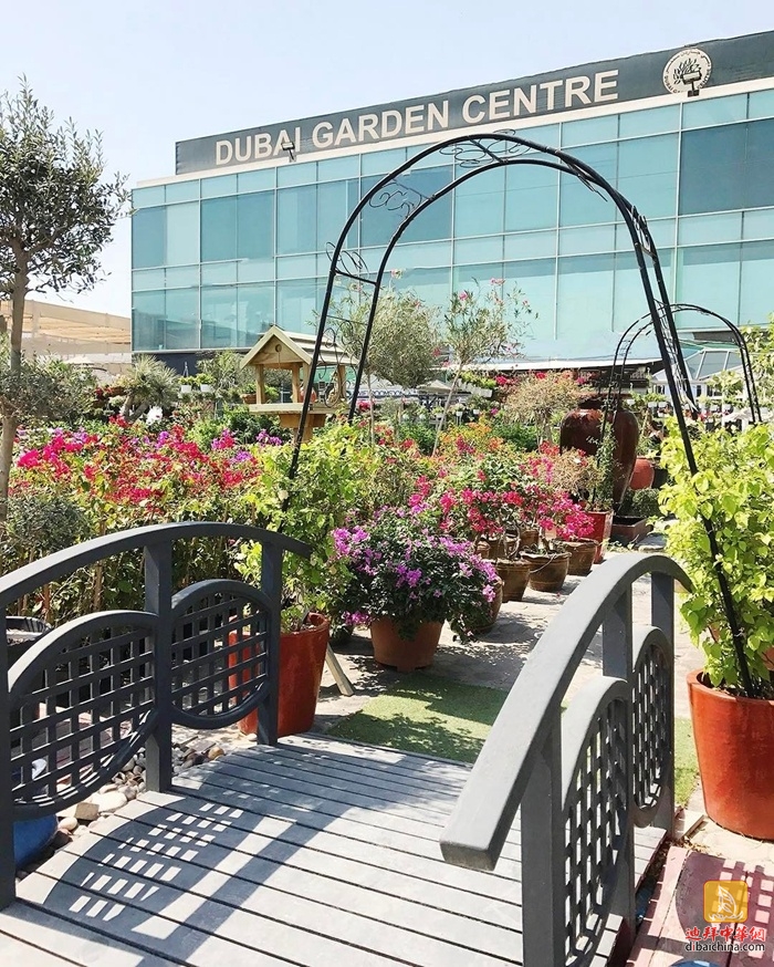 迪拜最大花卉市场在哪里,迪拜有几个花卉市场