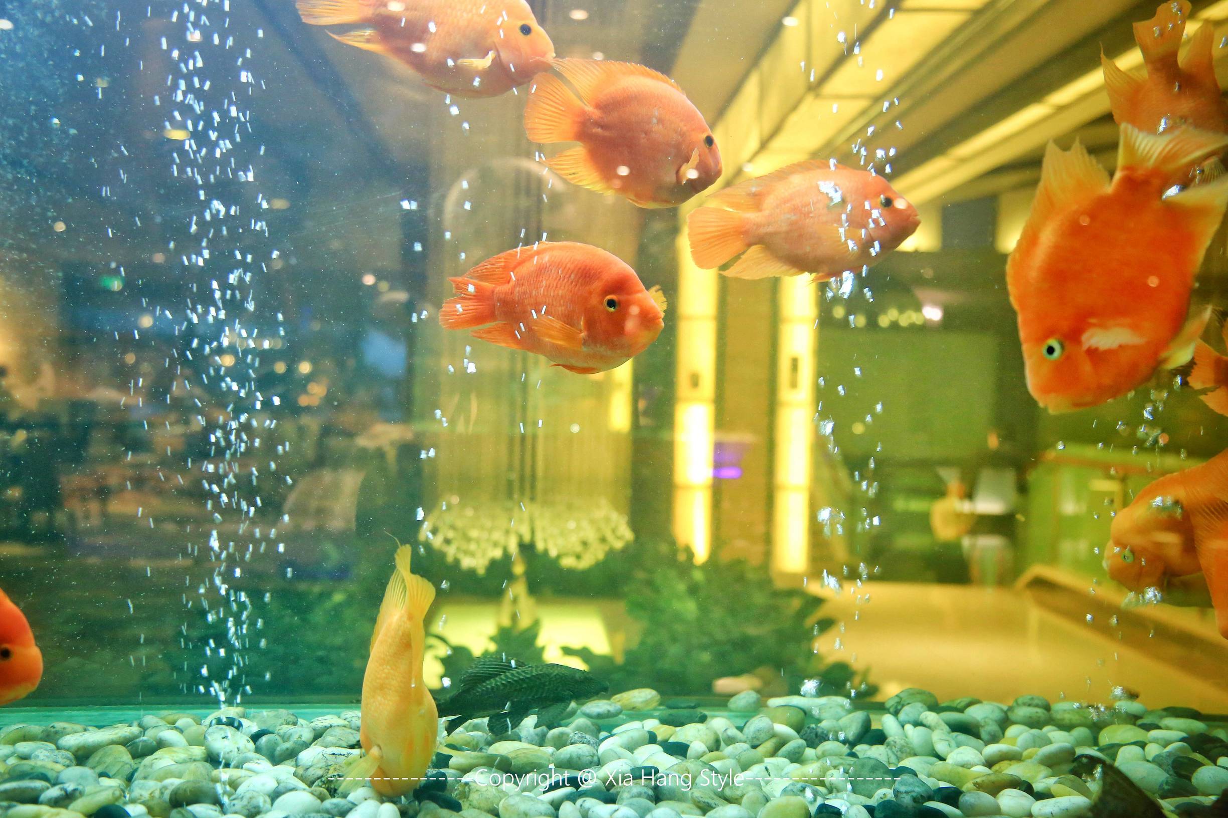 福建最好的5星级酒店,福建最好的五星级酒店