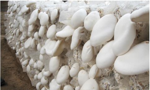 农村十大暴利小生意推荐,县城农村暴利小生意有哪些