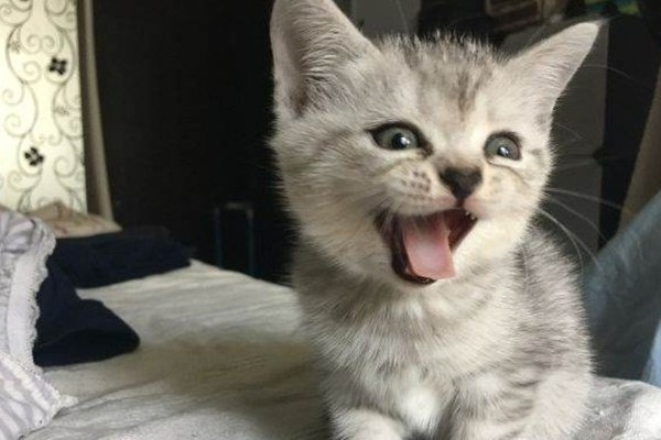 新手养猫注意事项大全,新手养猫注意事项软件