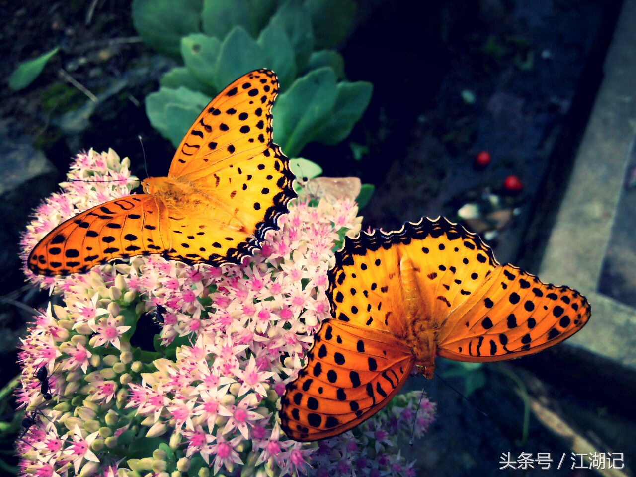 危情无章46剧情,危情无章15集免费观看