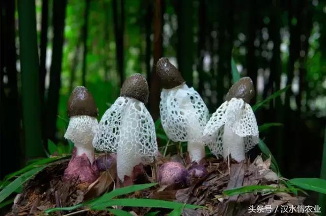 安康最正宗的食物,安康必吃的美食排行榜