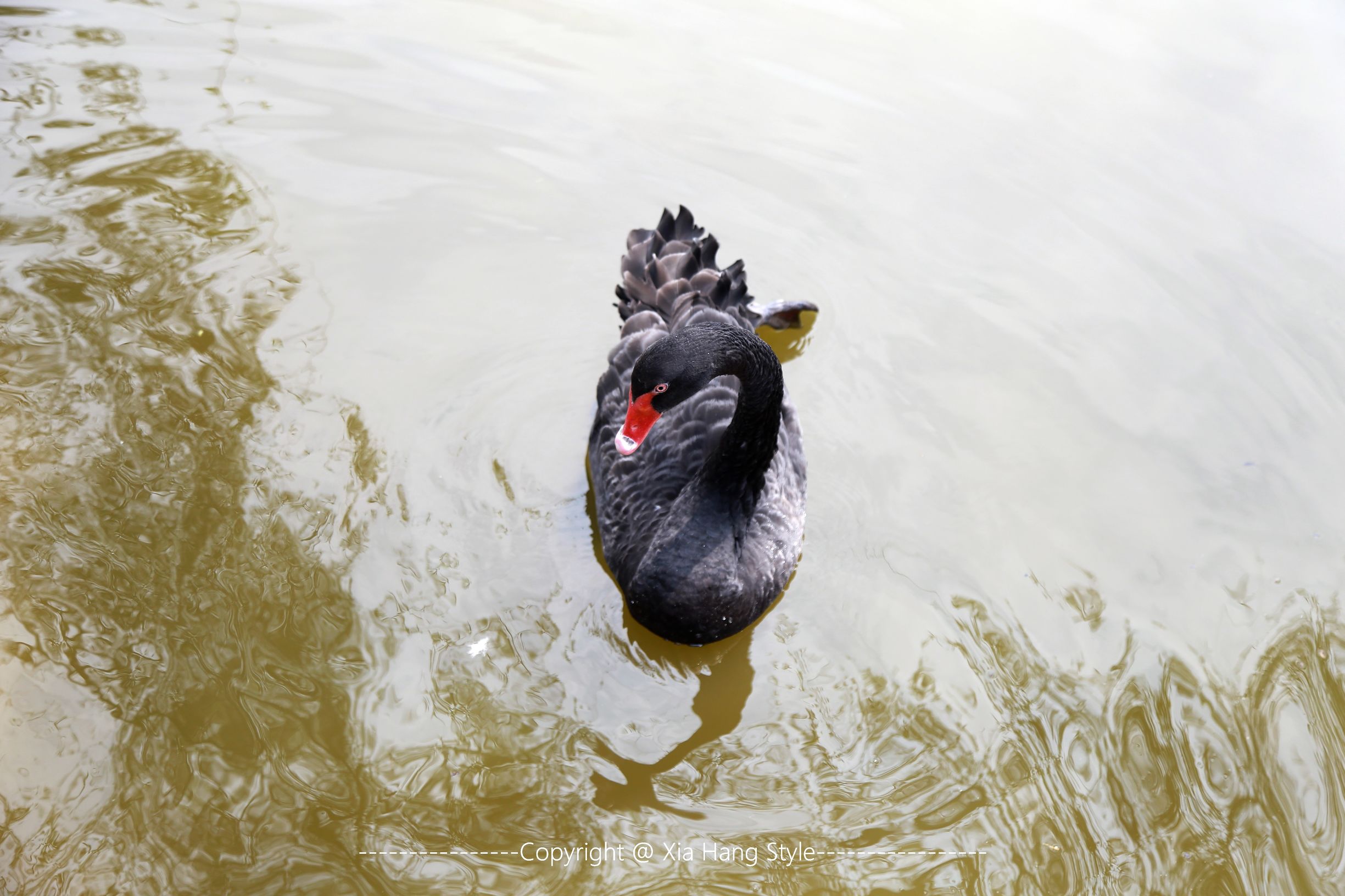 福建最好的5星级酒店,福建最好的五星级酒店