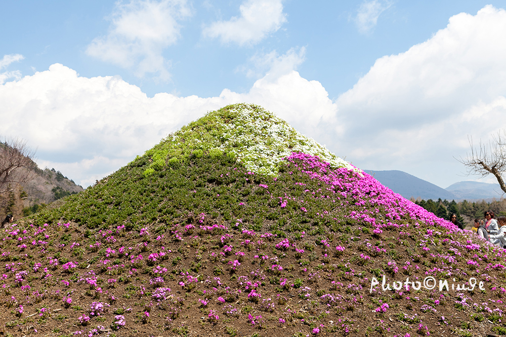 澳门航空空姐游东京 富士山下遇见最美的樱花