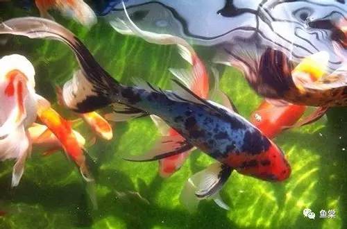 什么品种金鱼适合玻璃缸养,金鱼最好养的是什么品种