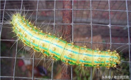 洋辣子真的好吃吗,洋辣子到底有多好吃