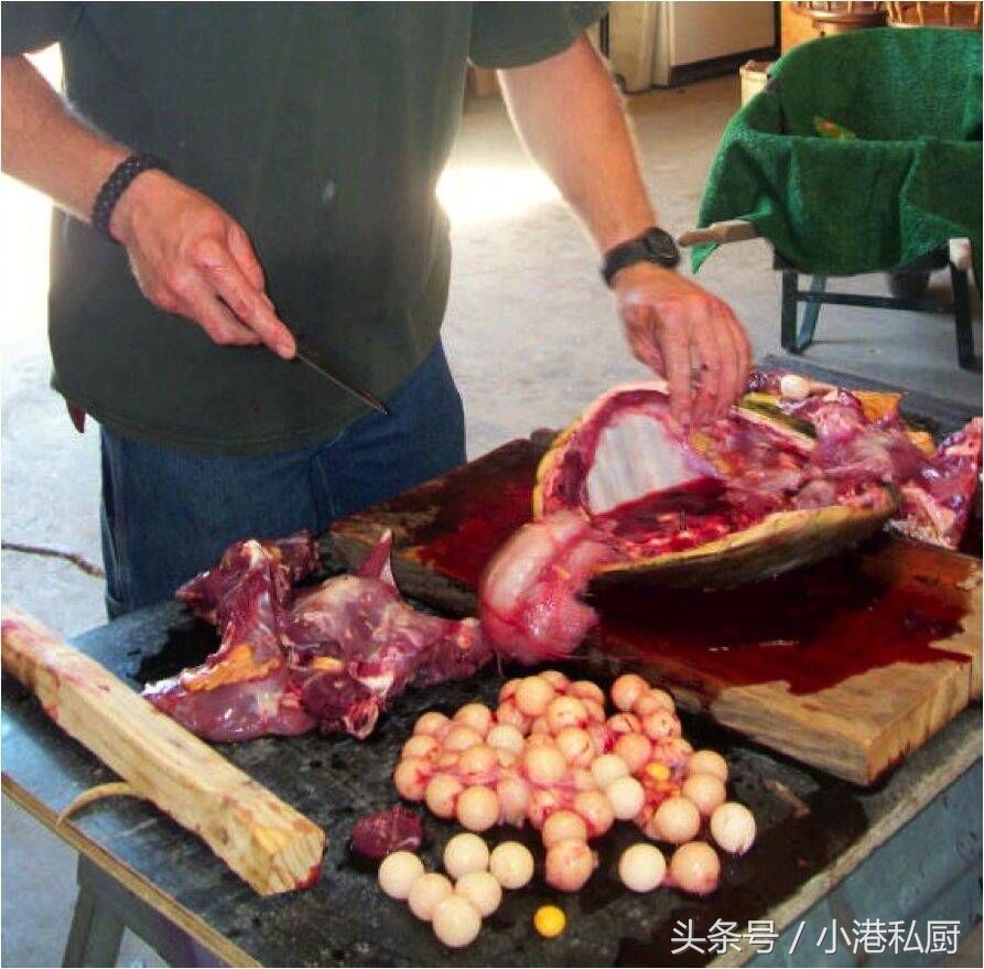 一家美国网站上关于“鳄龟”的做法，看了你还会放生吗？