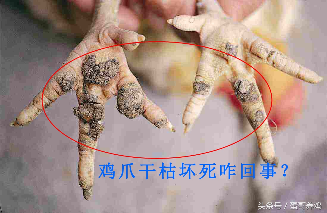 养鸡鸡爪肿了怎么回事,养鸡鸡爪弯曲是什么病的症状
