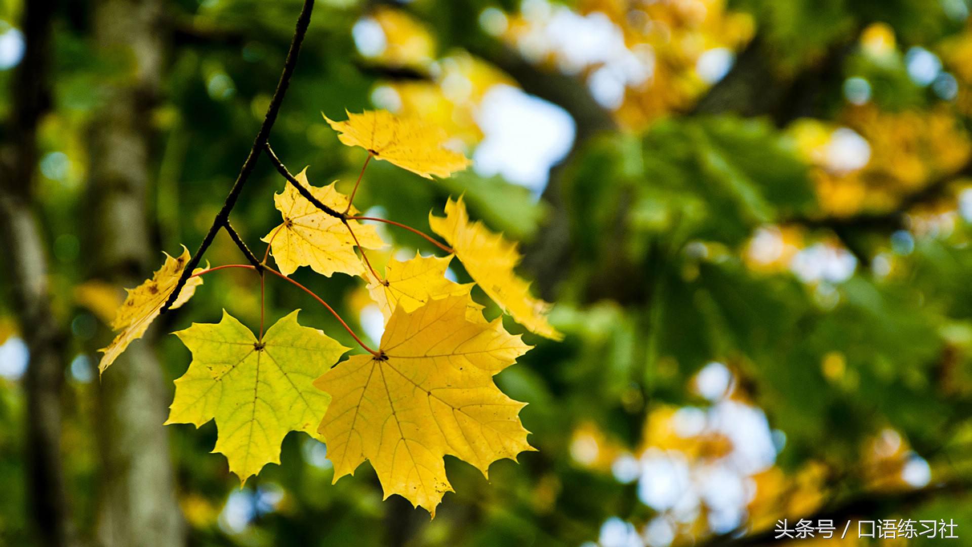 交通类英语短文,乘坐公共汽车英语短语