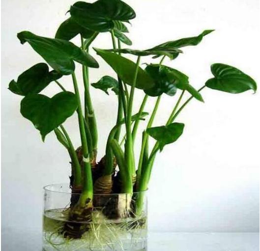 蔬菜放久了怎么养成盆栽,什么蔬菜可以在水里长成盆栽