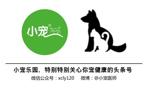 狗狗便血又臭又稀,狗狗便血吃了药还便血怎么办