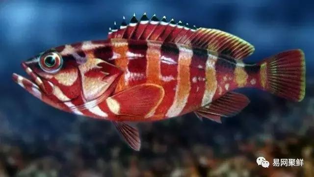各类石斑鱼图片,常见的石斑鱼图片