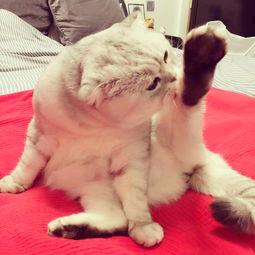 主播打赌舔脚，这也可以？