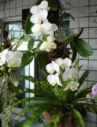 宠物在床上拉屎怎么清理,宠物粪便干在地板上怎么办