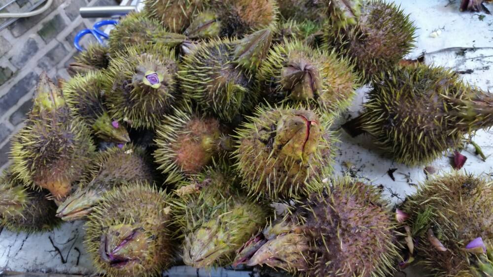 长得像板栗的外壳很多刺是什么,长的像板栗但壳不是刺