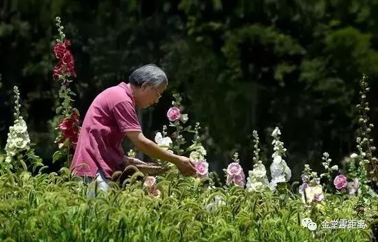 周末踏青最美樱花谷,周末乡村游田园美景醉游人
