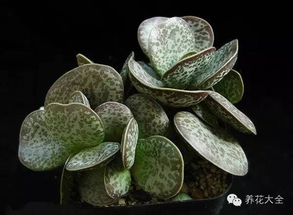 圆滚滚会出血斑的多肉 (十大超可爱的多肉)